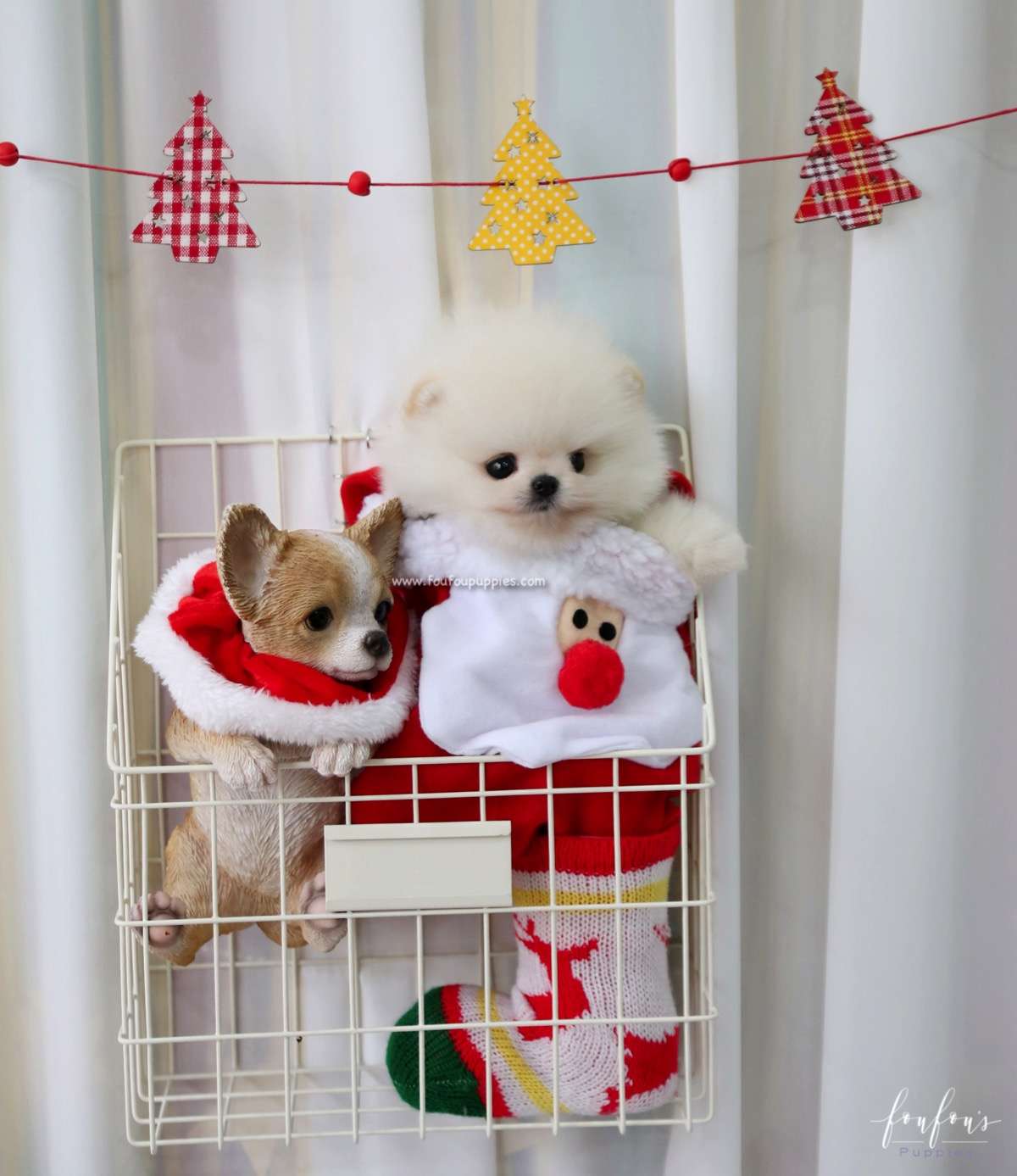 Comet - Pomeranian M.