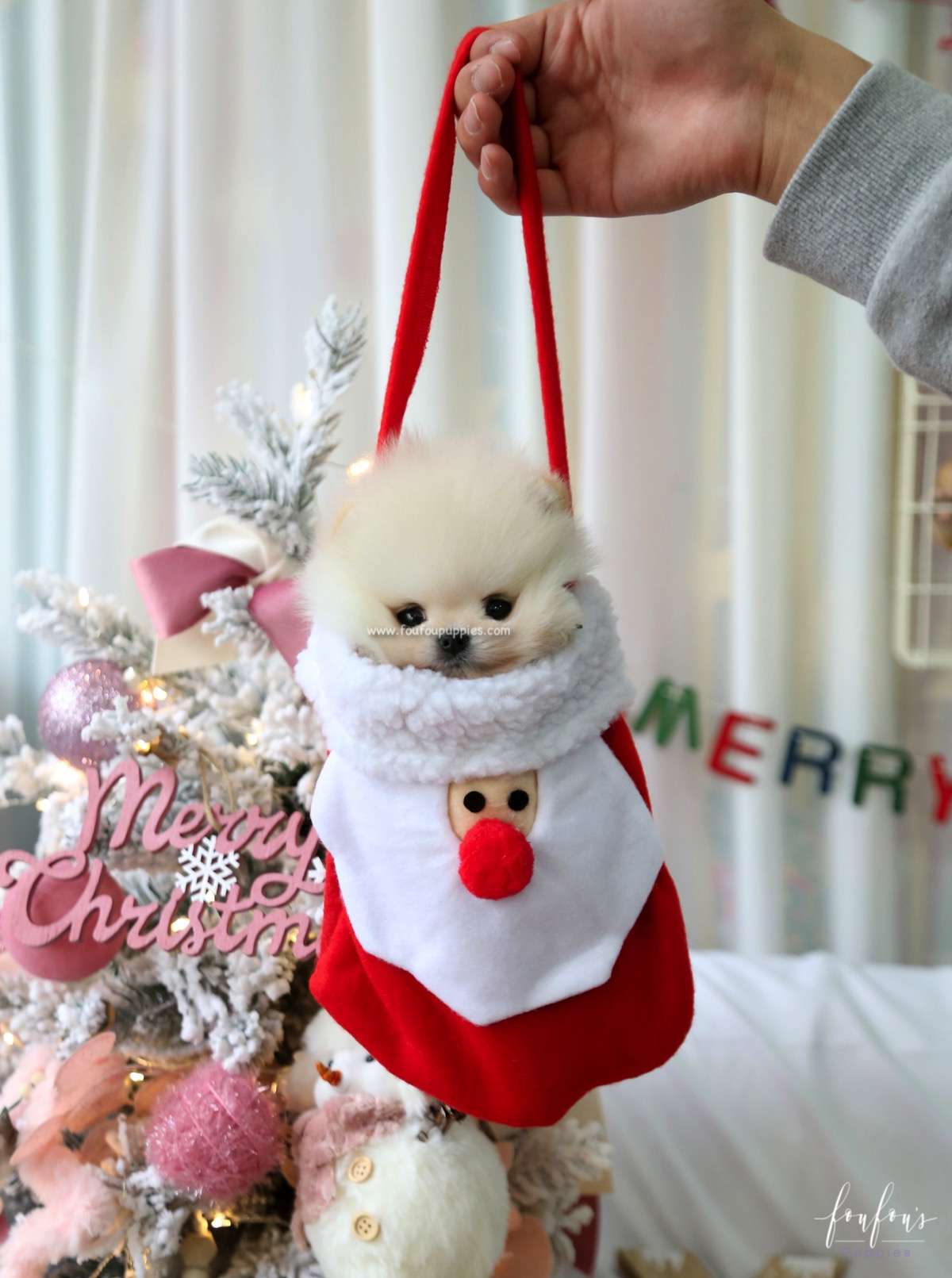 Comet - Pomeranian M.