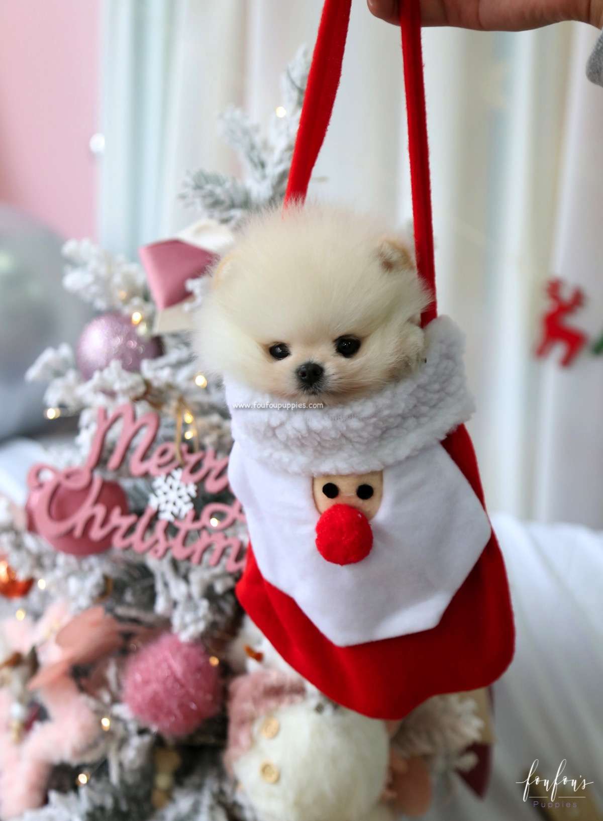 Comet - Pomeranian M.
