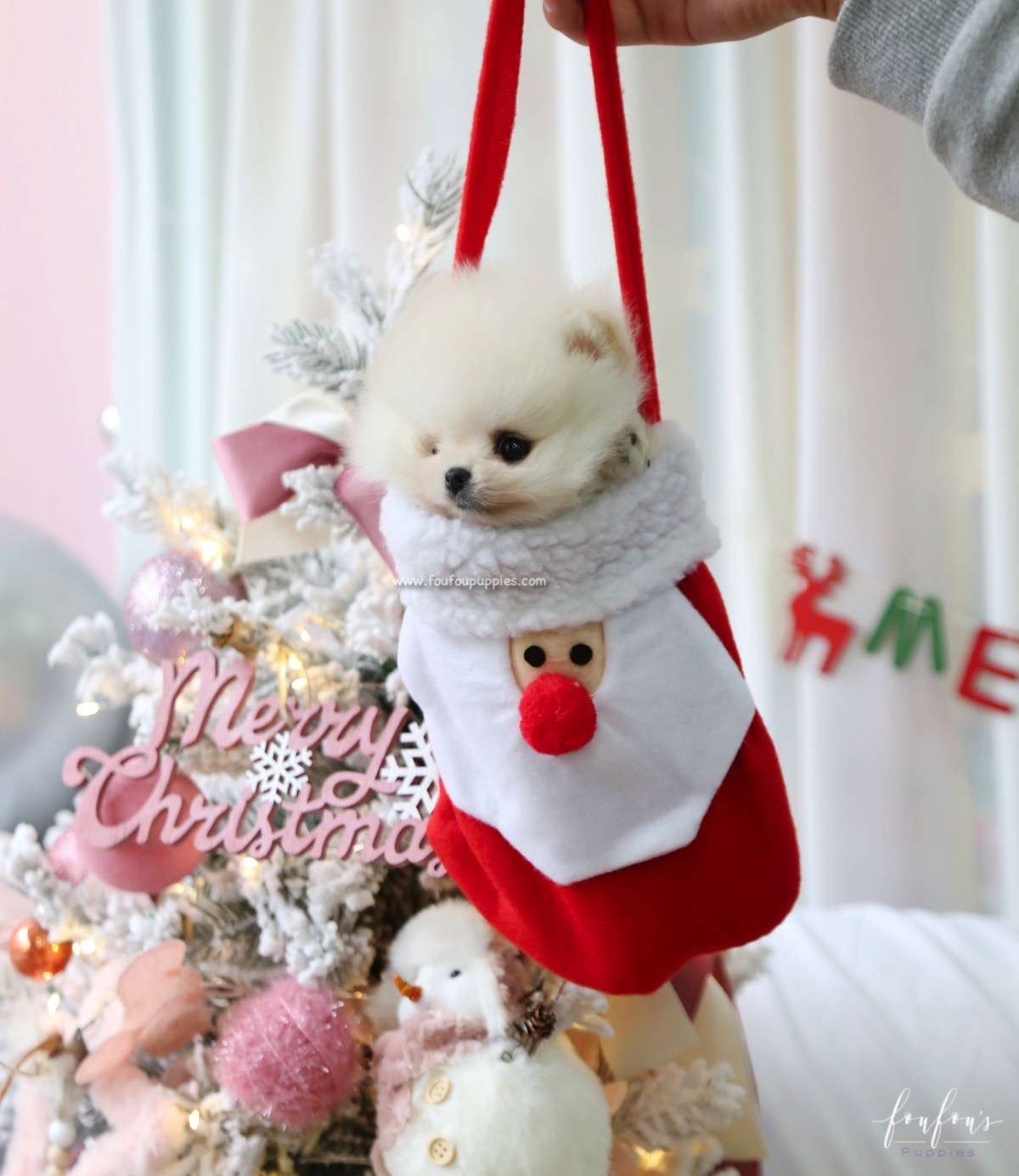 Comet - Pomeranian M.