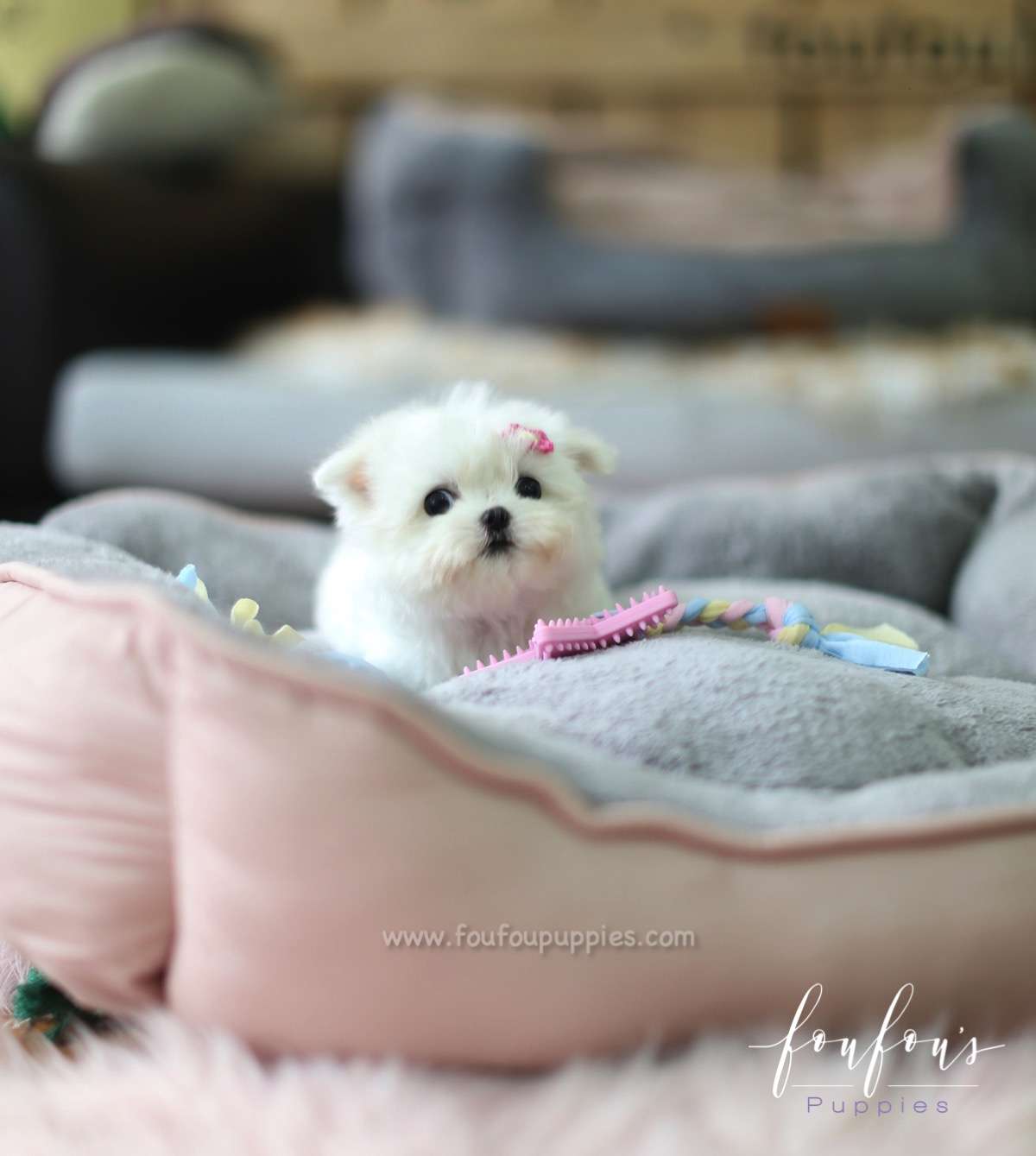 Moana - Maltese F.