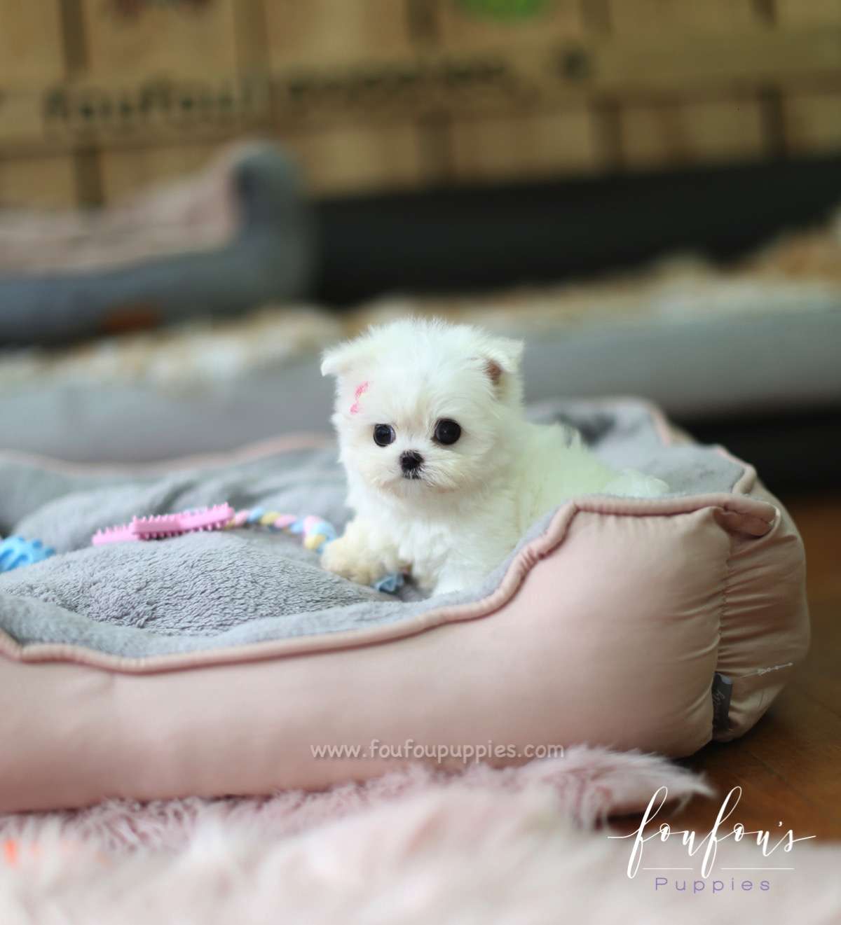 Moana - Maltese F.