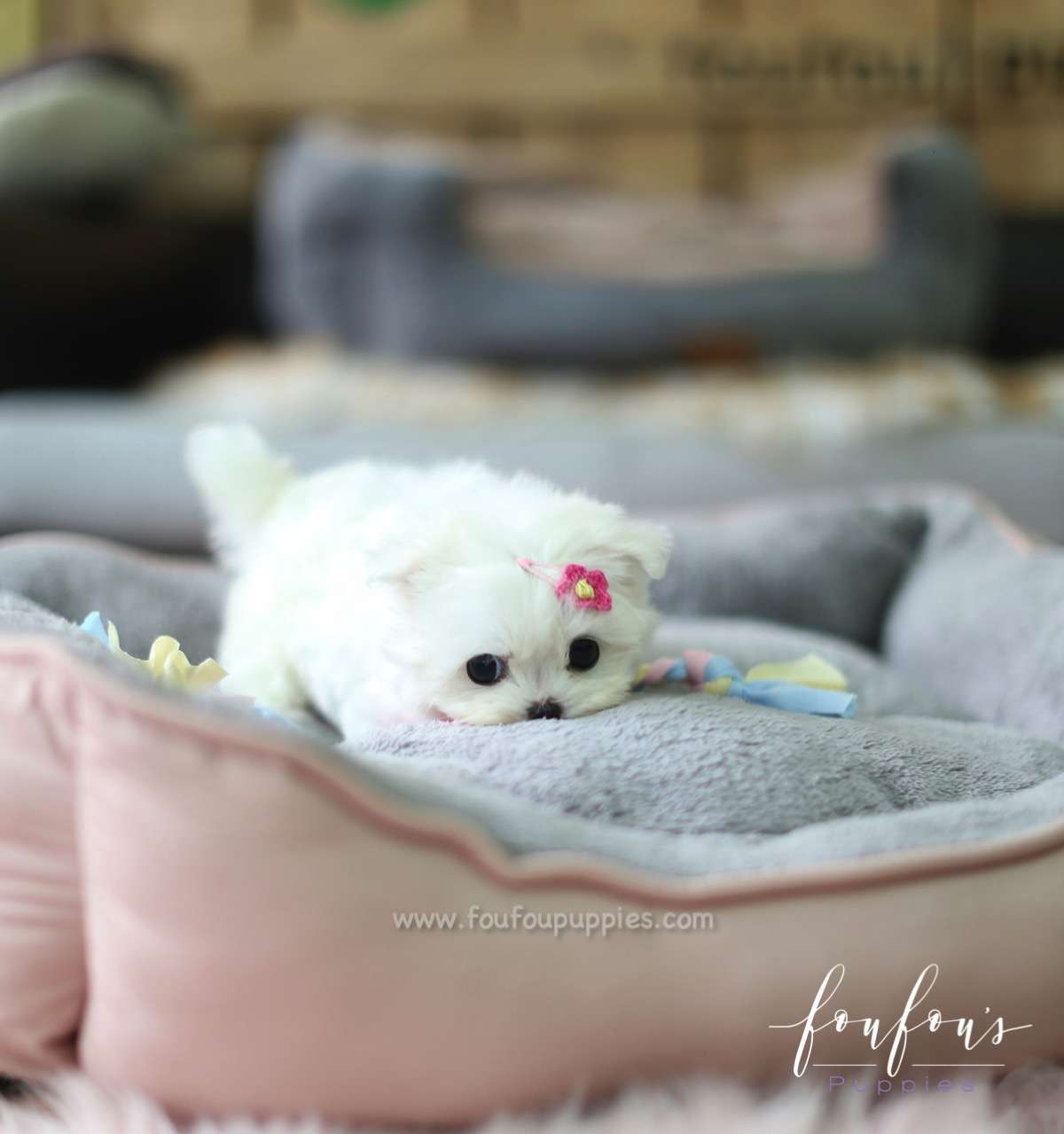 Moana - Maltese F.