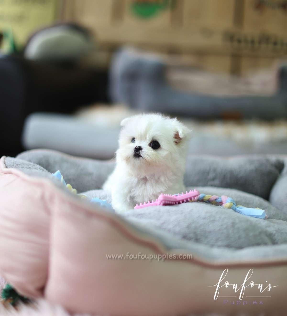 Moana - Maltese F.