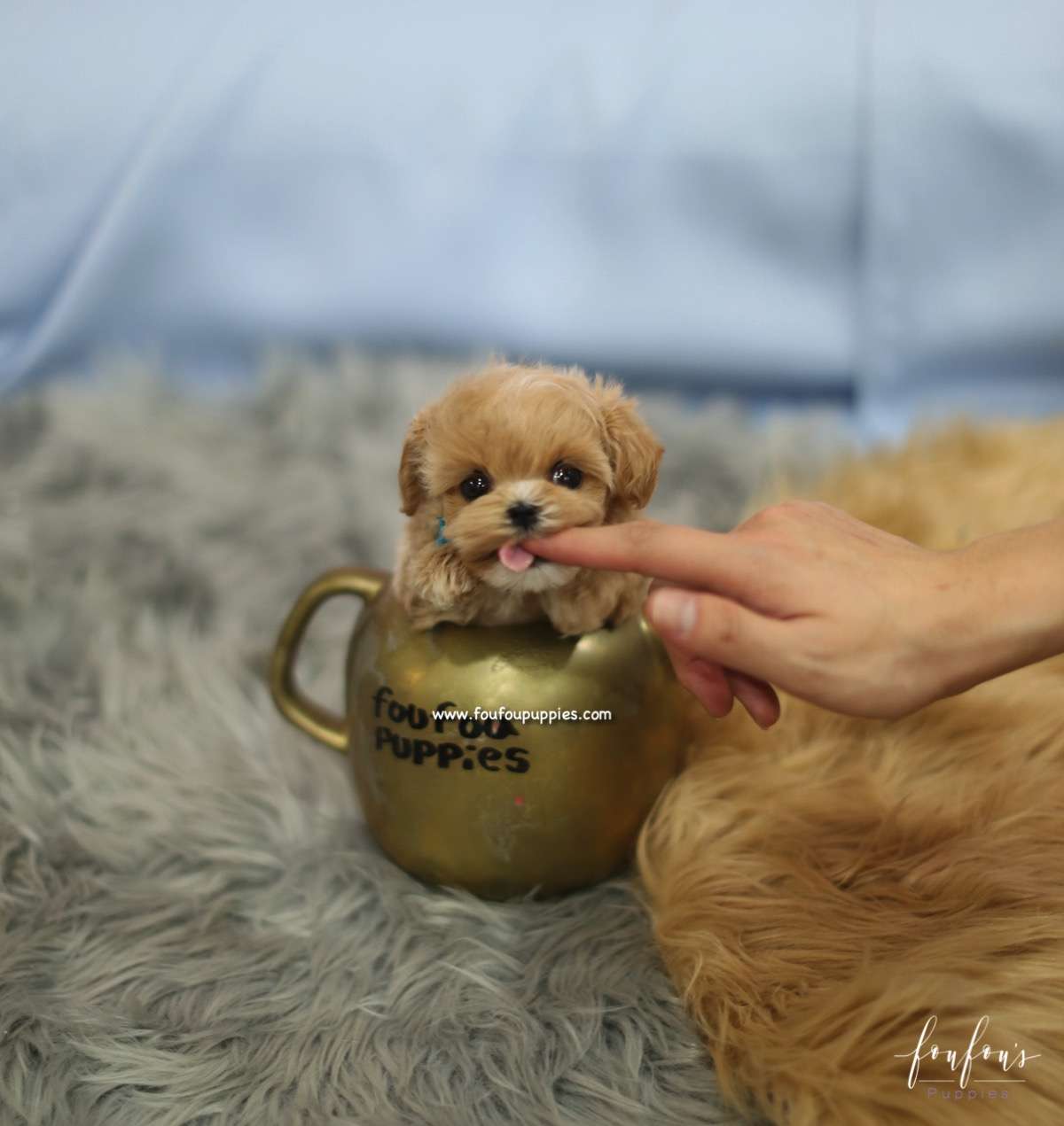 BoBo - Maltipoo M.