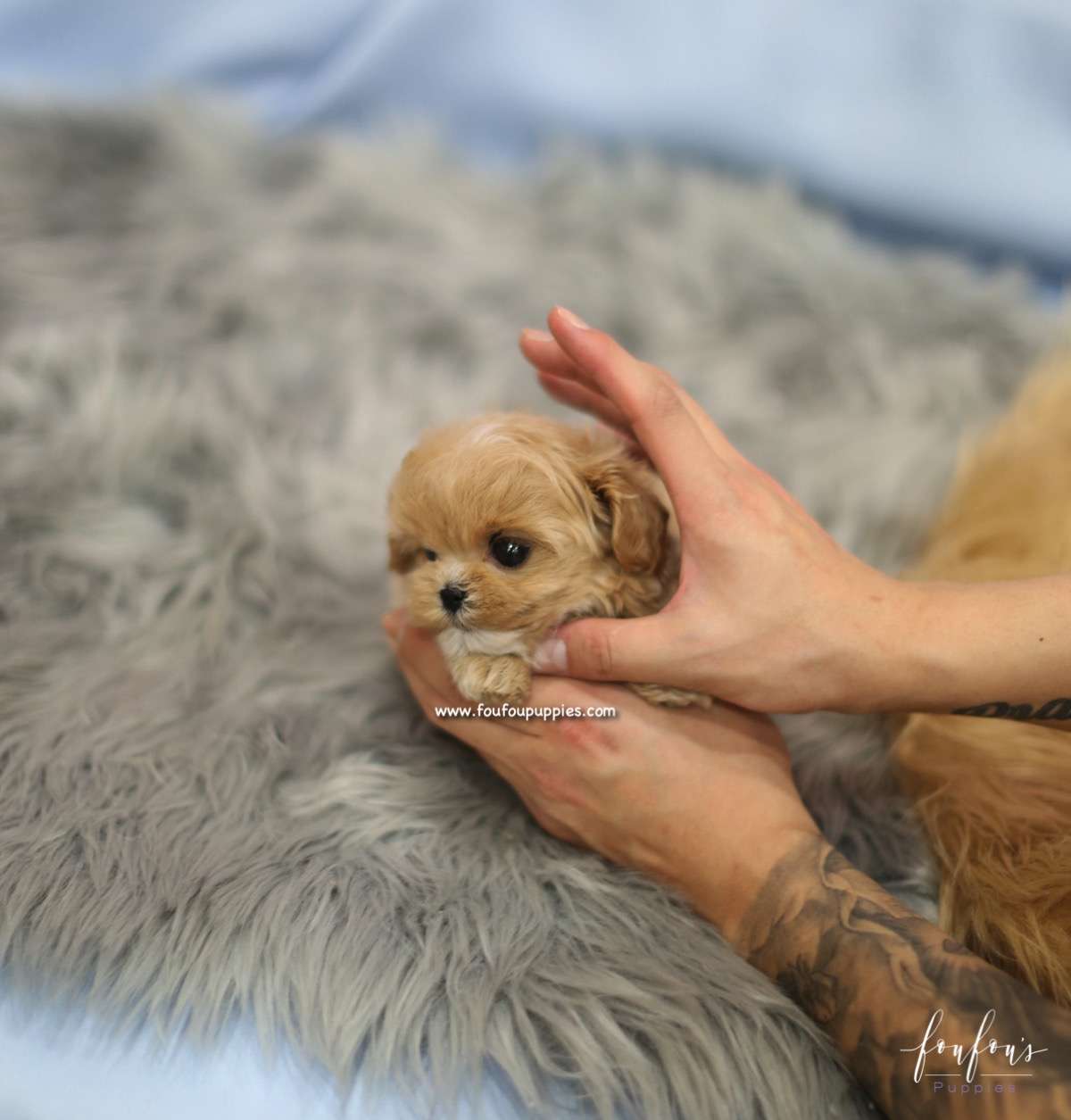 BoBo - Maltipoo M.