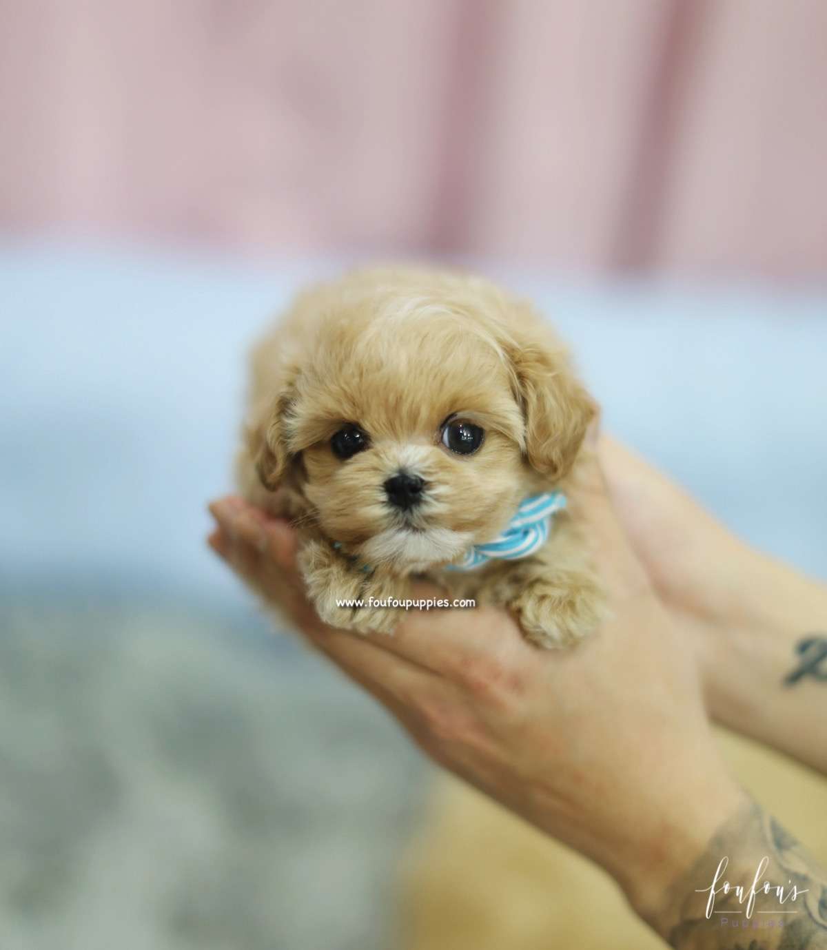 BoBo - Maltipoo M.