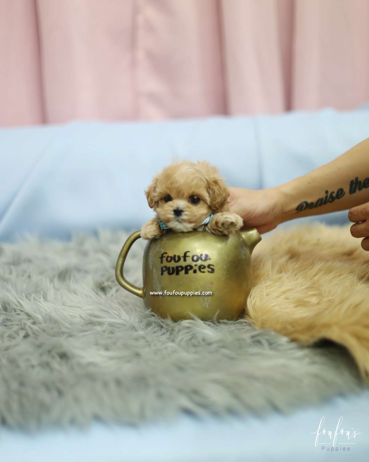 BoBo - Maltipoo M.