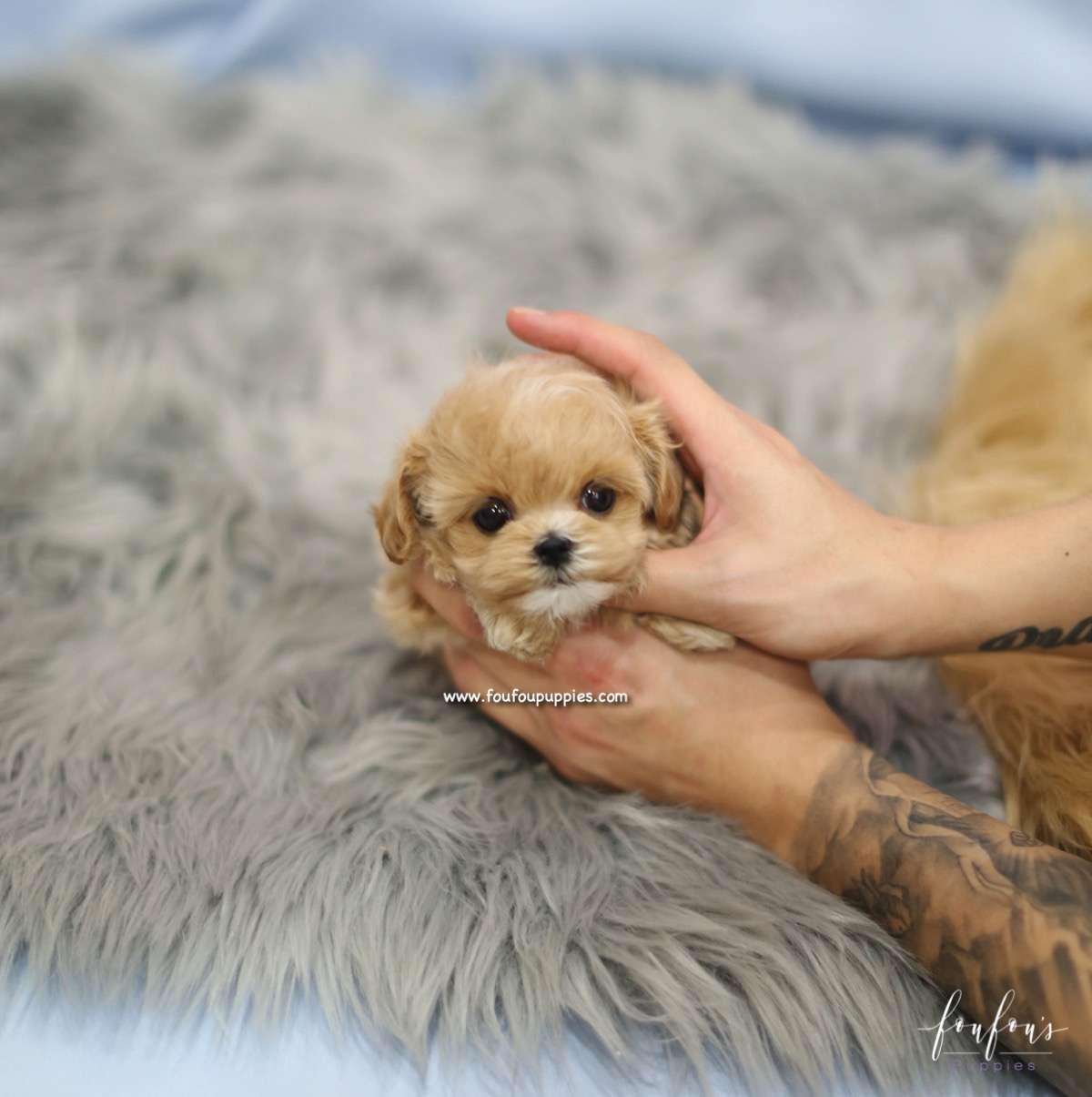 BoBo - Maltipoo M.