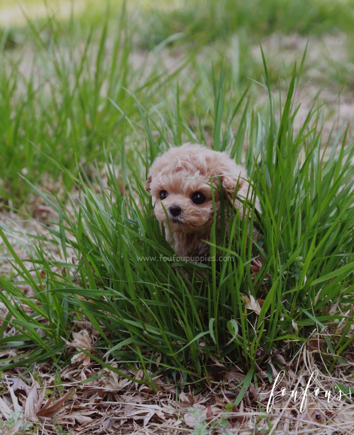 Nugget - Poodle M.