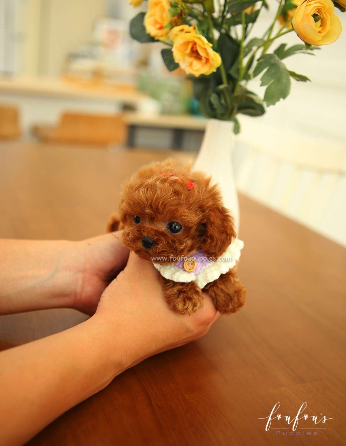 Aston - Poodle M.