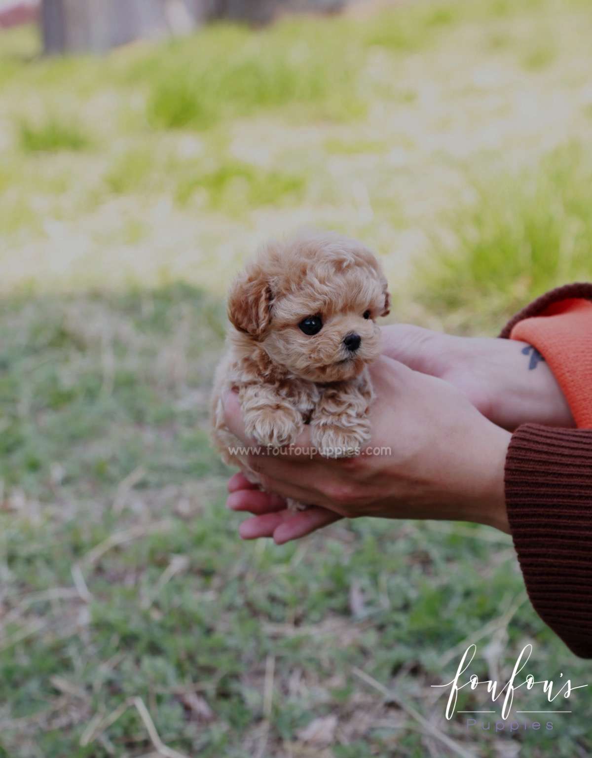 Nugget - Poodle M.