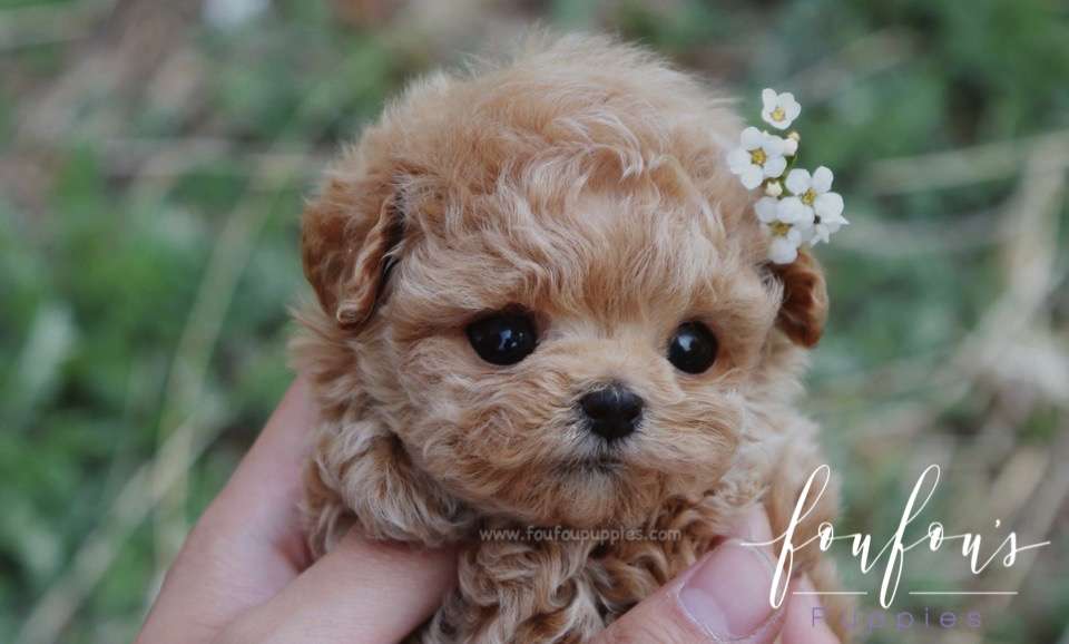 Nugget - Poodle M.