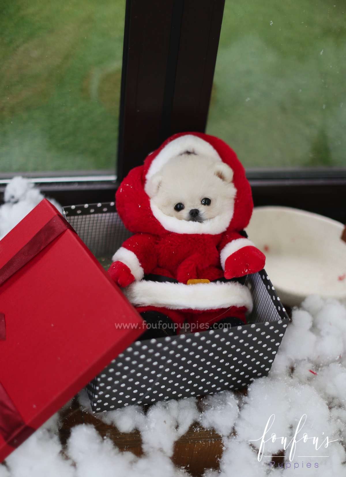 Snow - Pomeranian M.