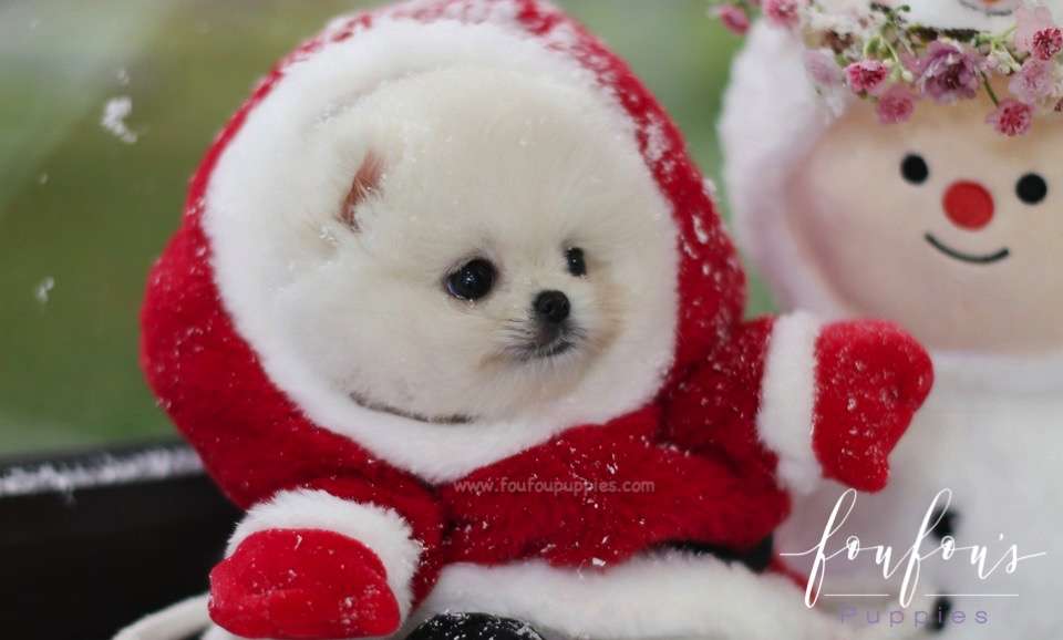 Snow - Pomeranian M.