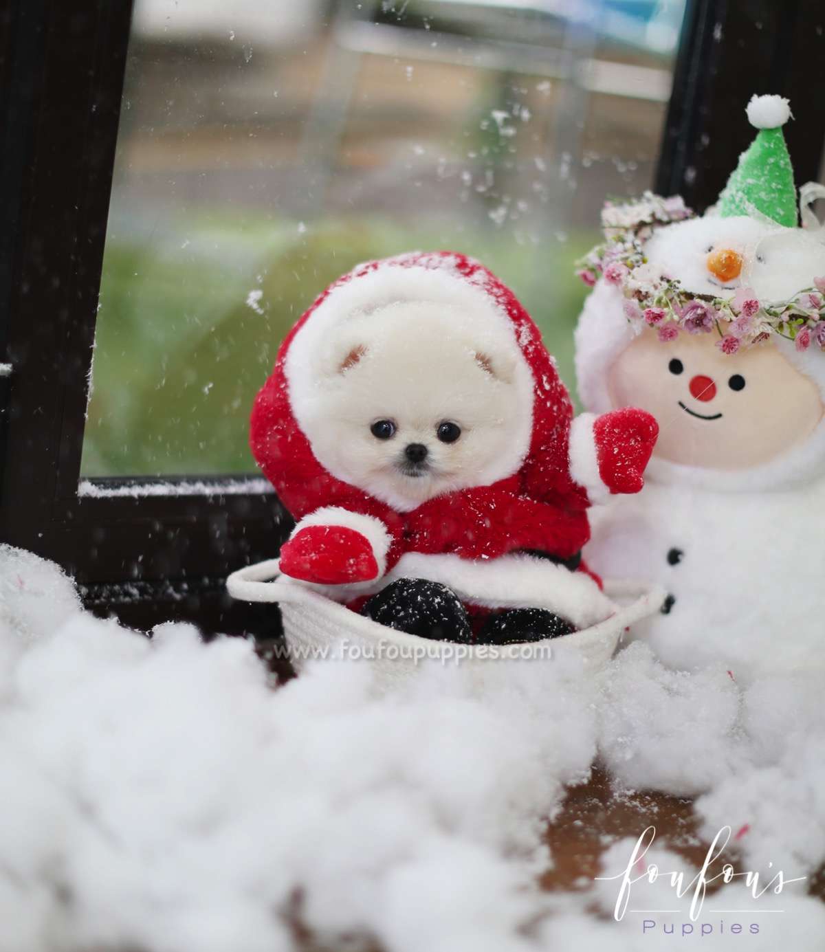 Snow - Pomeranian M.
