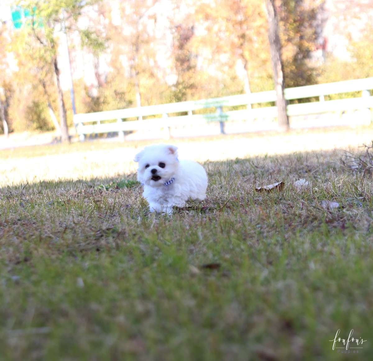 Beau - Maltese M.
