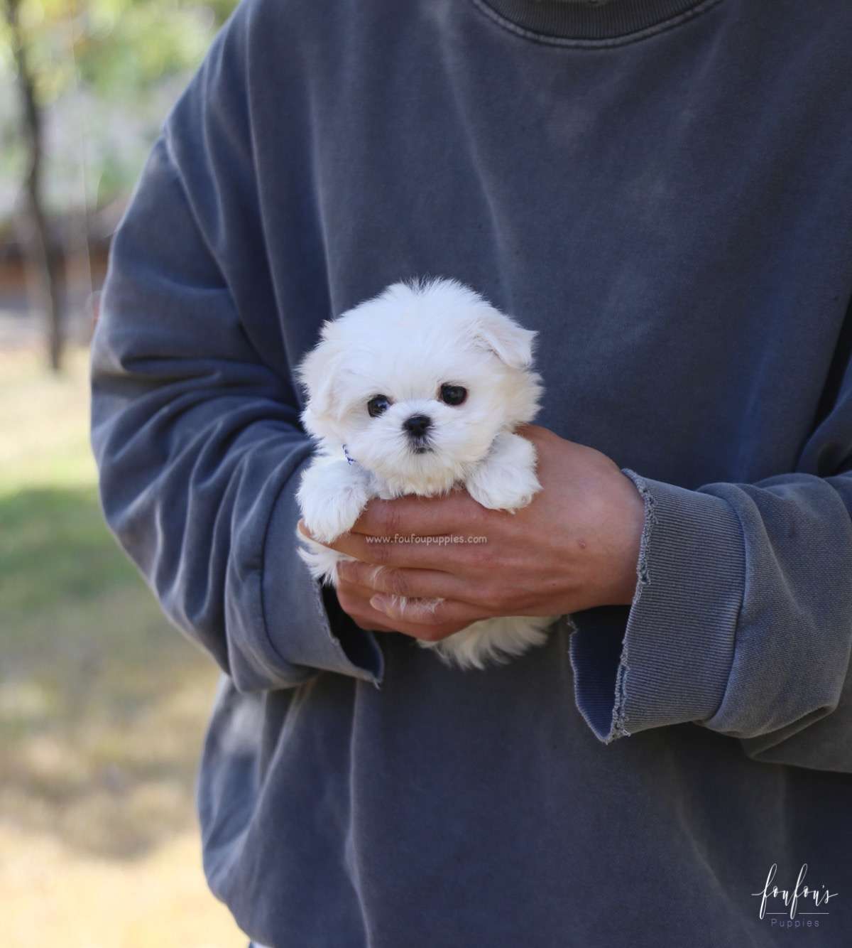 Beau - Maltese M.