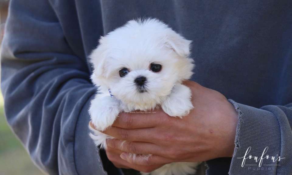 Beau - Maltese M.