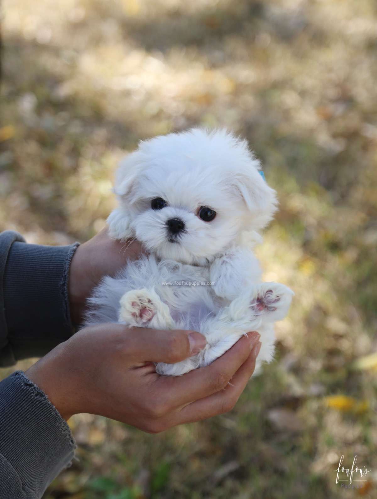 Beau - Maltese M.