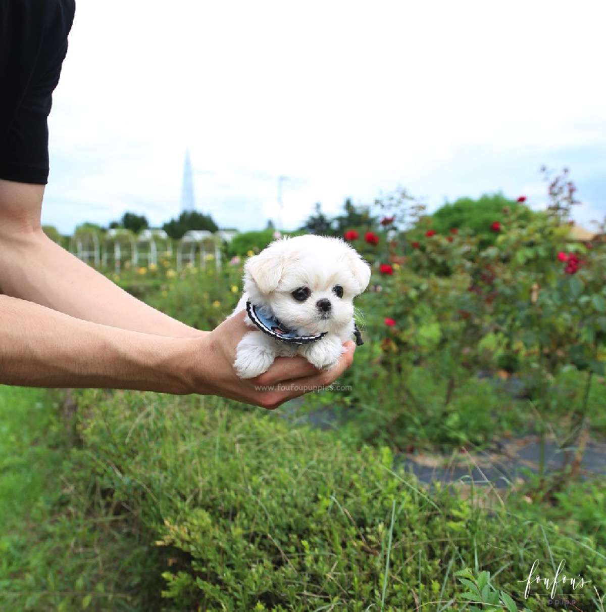 Oscar - Maltese M.