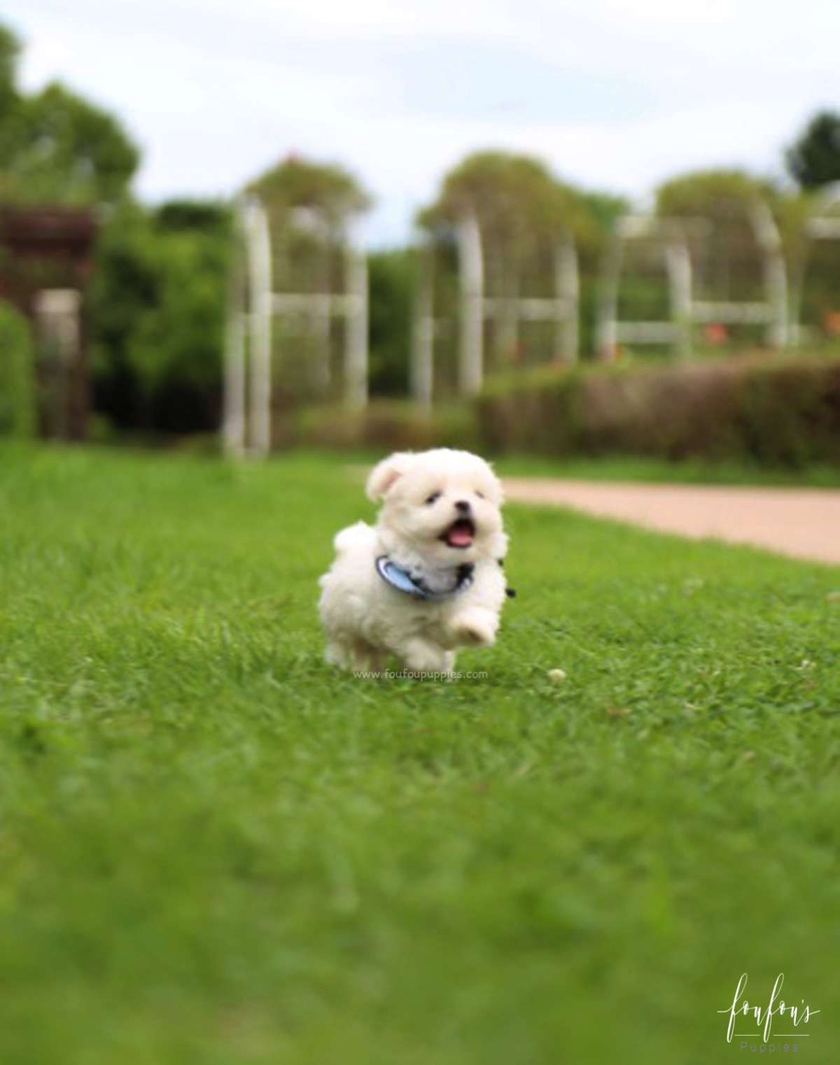 Oscar - Maltese M.