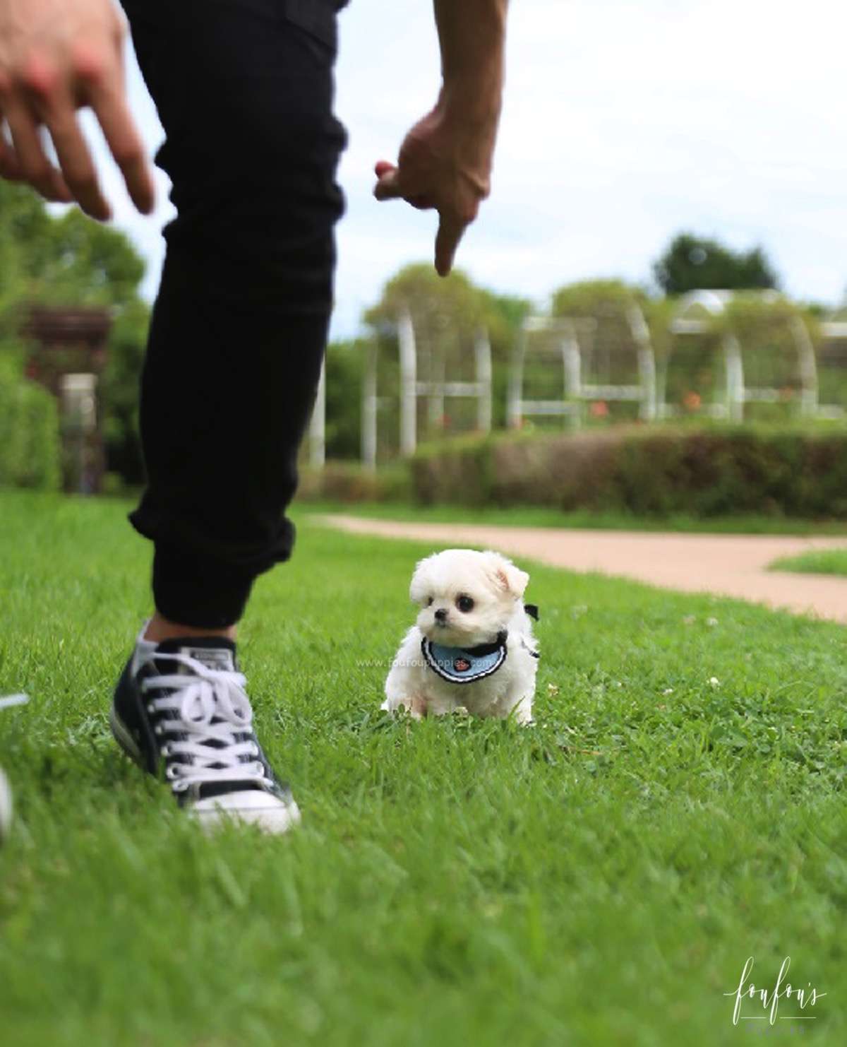 Oscar - Maltese M.