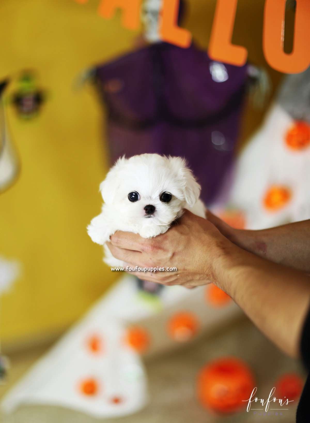 Marvin - Maltese M.