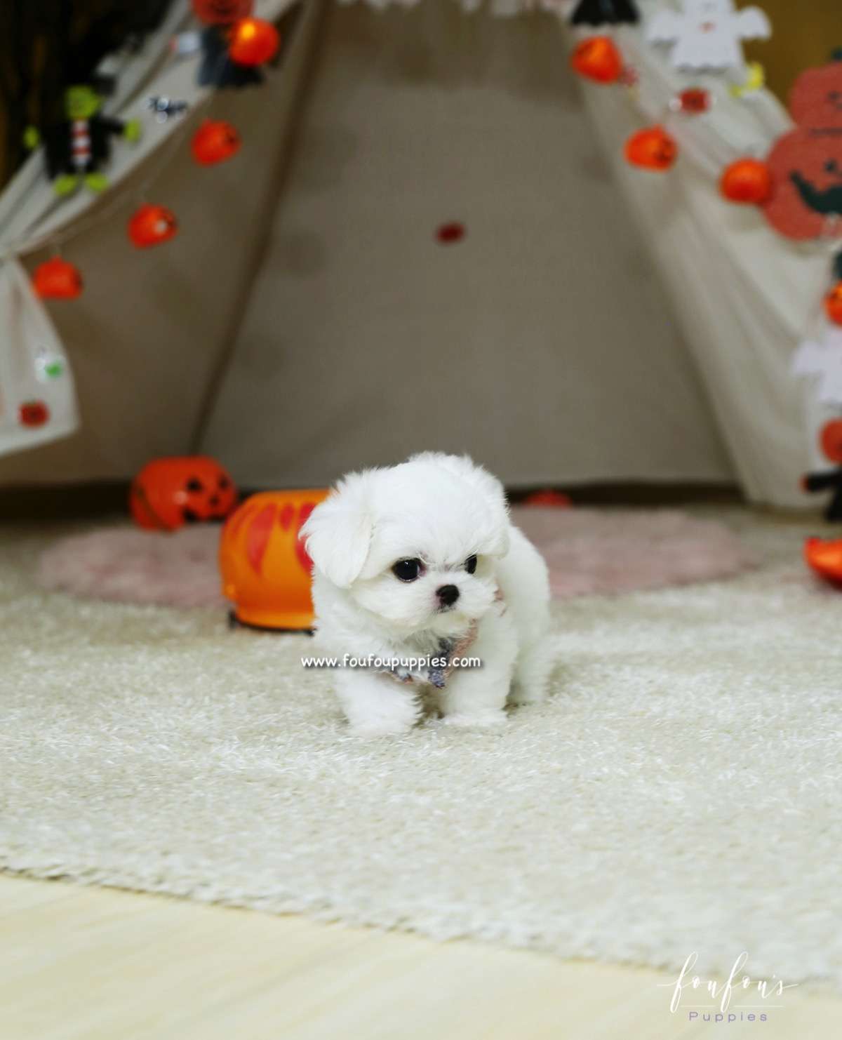 Marvin - Maltese M.