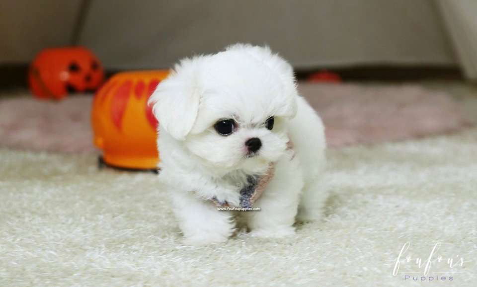 Marvin - Maltese M.