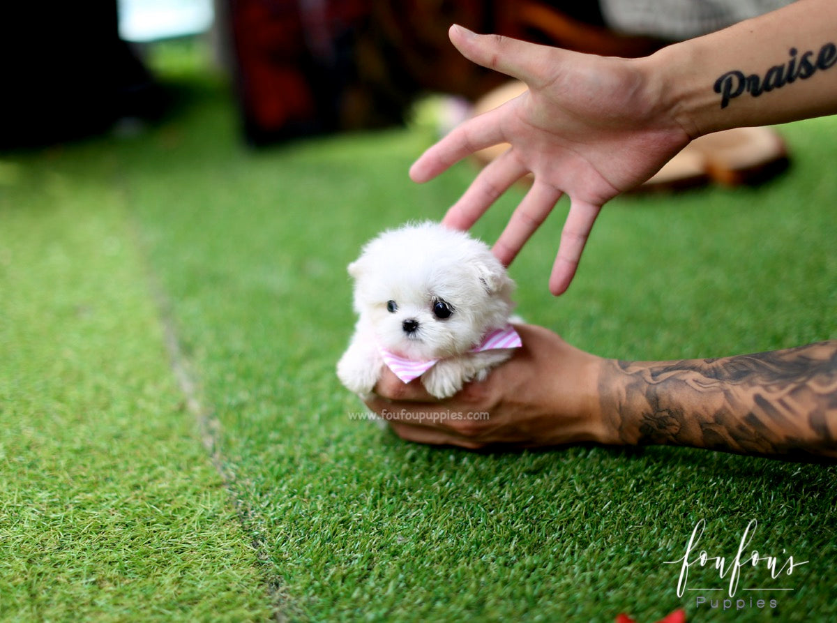 Mia - Maltese F.