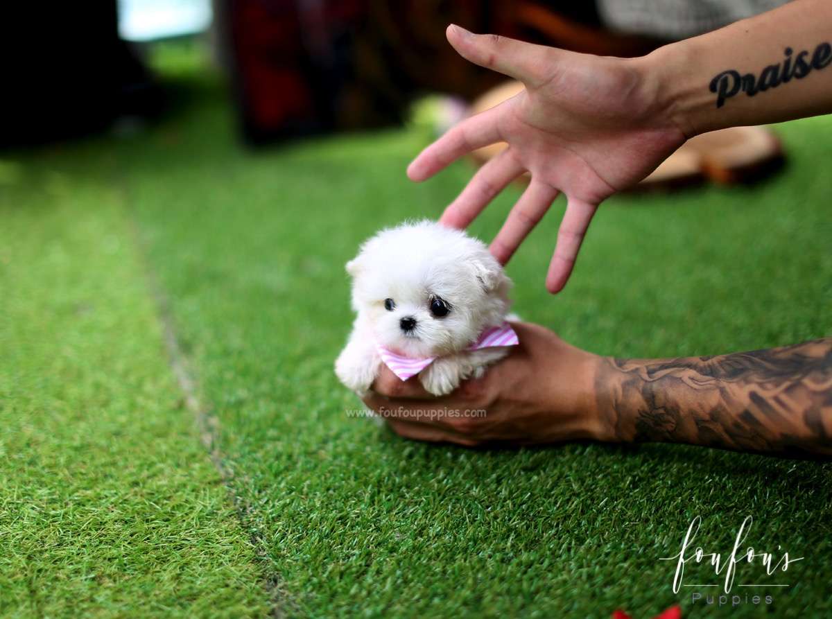 Mia - Maltese F.