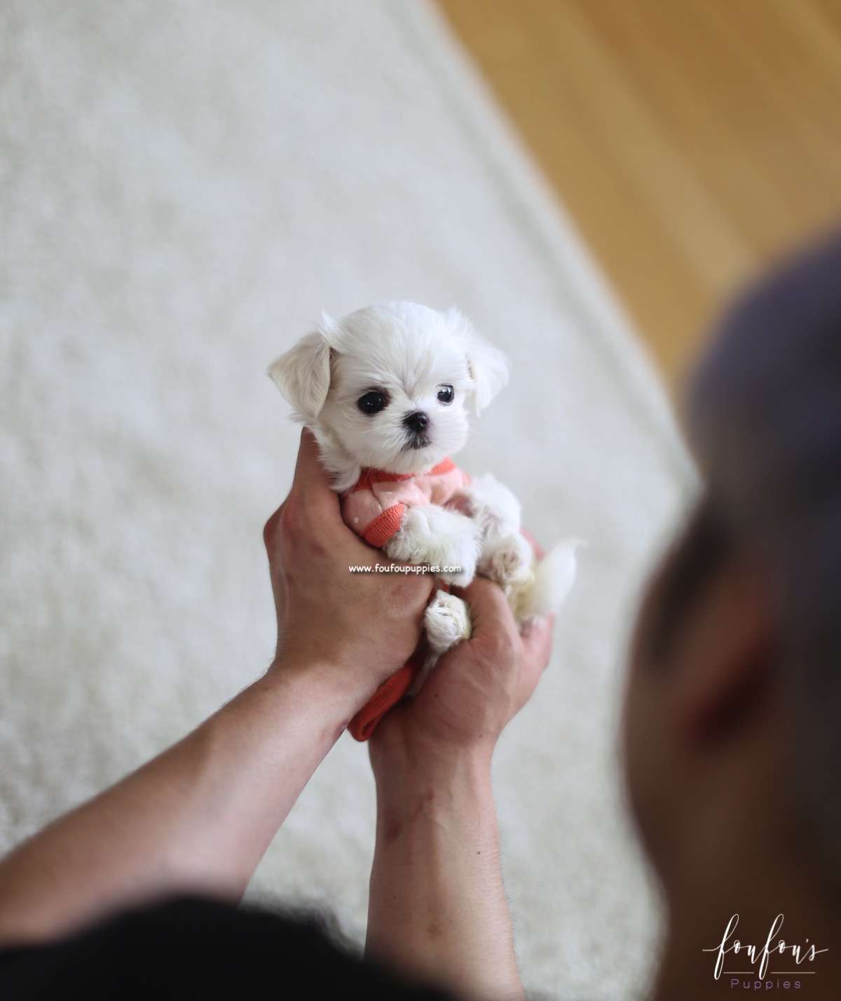Nala - Maltese F.