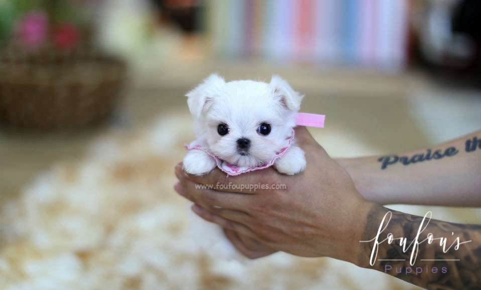 Angel - Maltese F.