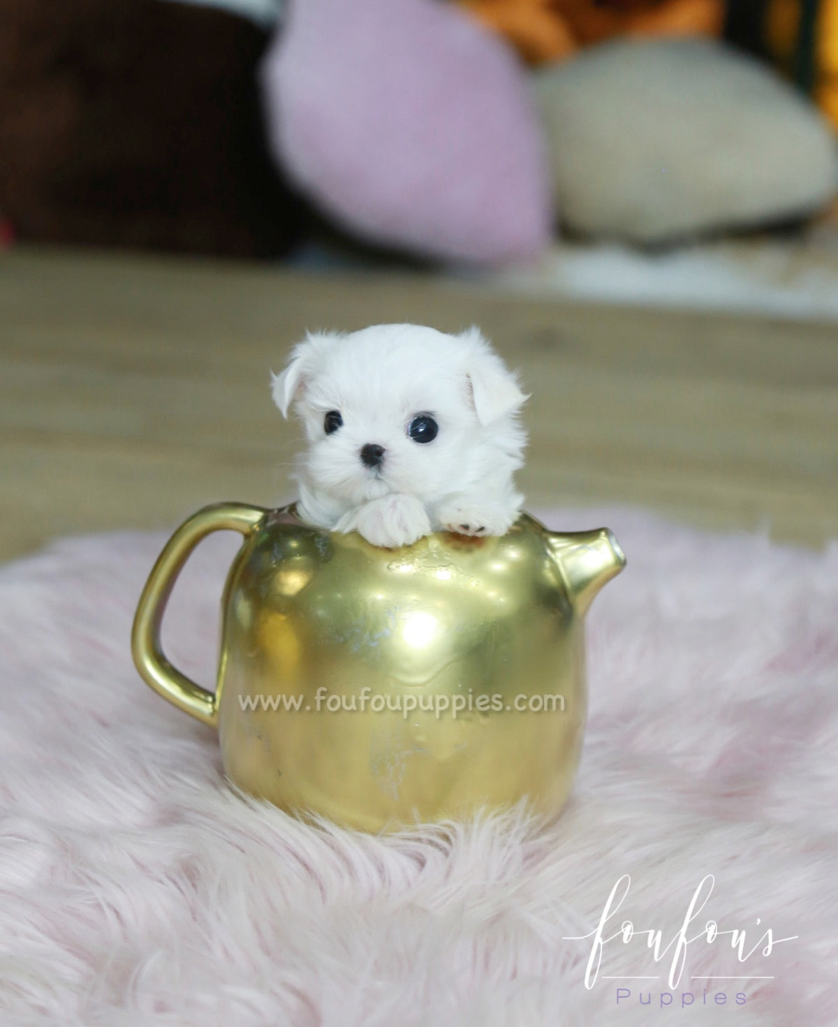 Minnie - Maltese F.