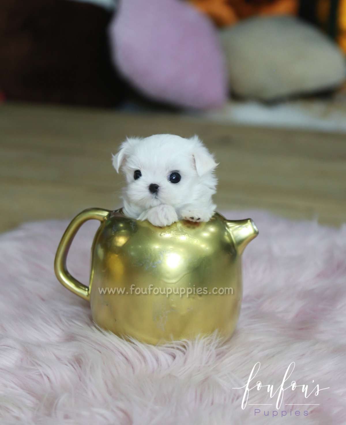 Minnie - Maltese F.