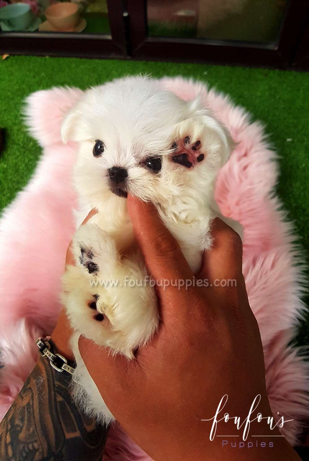 Ritz - Maltese M.