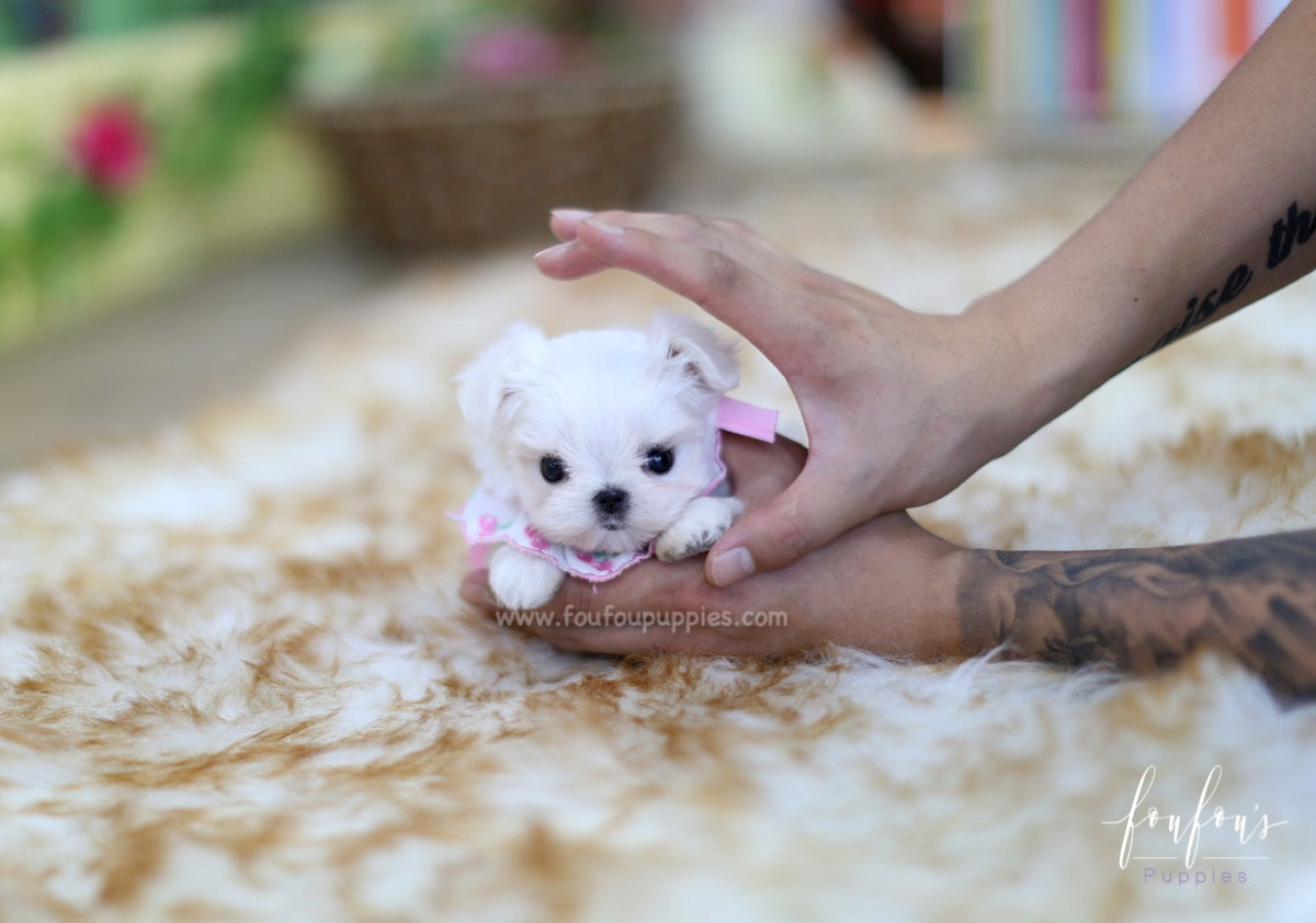 Angel - Maltese F.