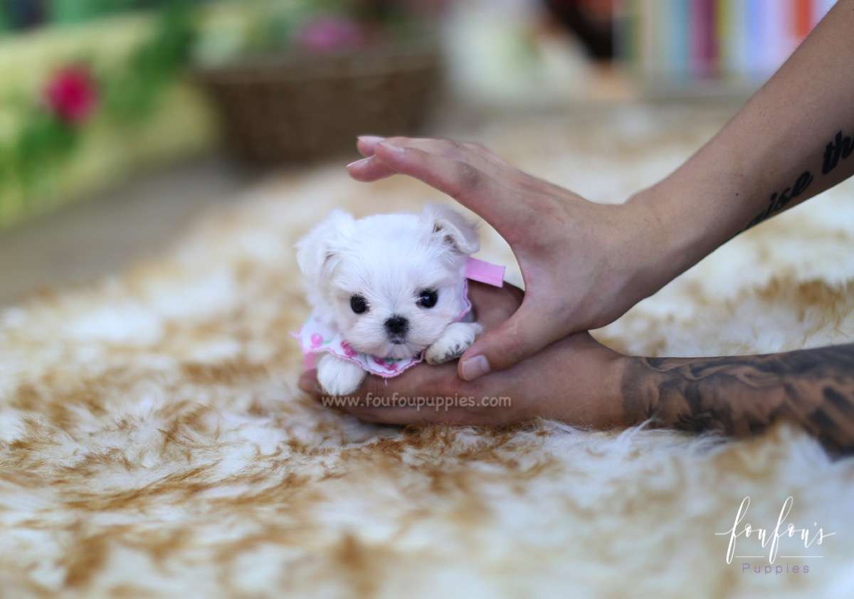 Angel - Maltese F.