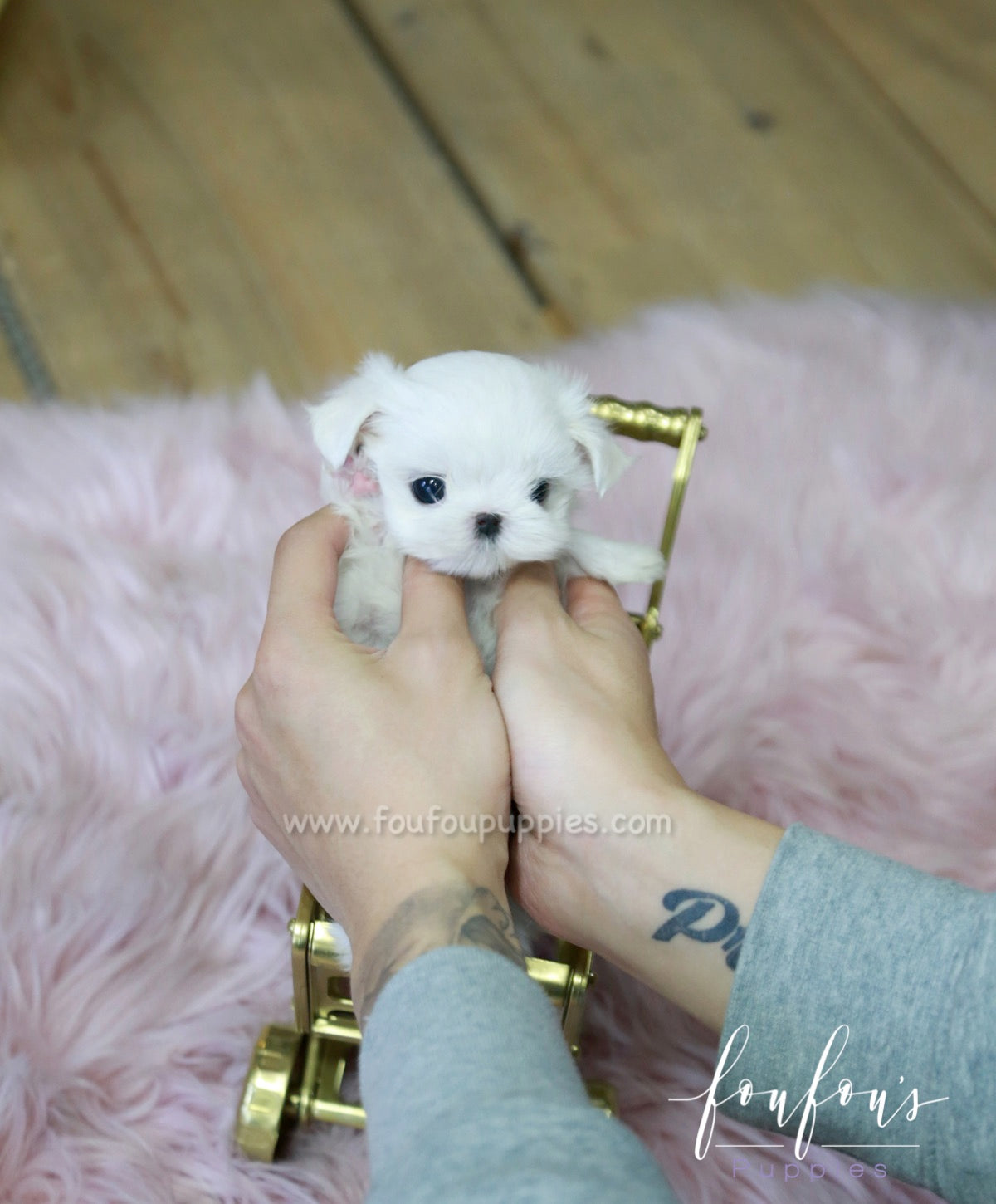 Minnie - Maltese F.