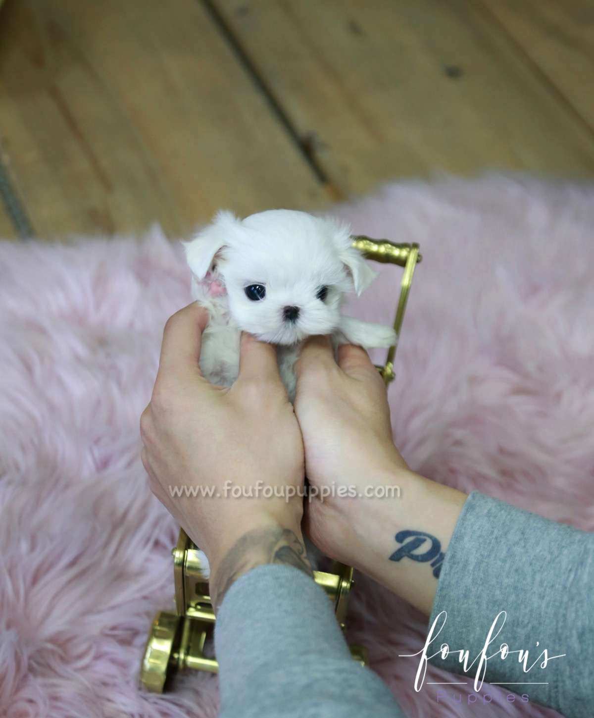 Minnie - Maltese F.
