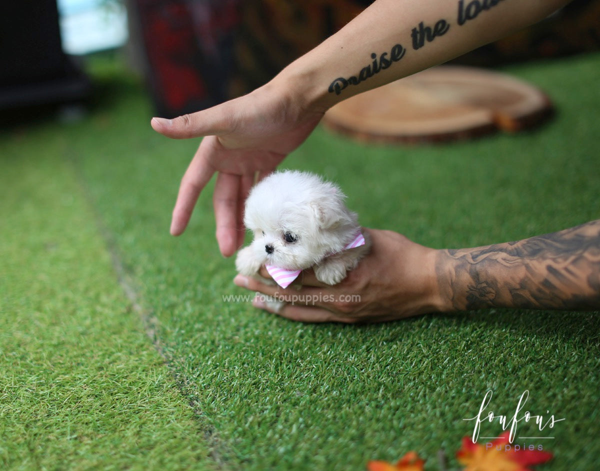 Mia - Maltese F.
