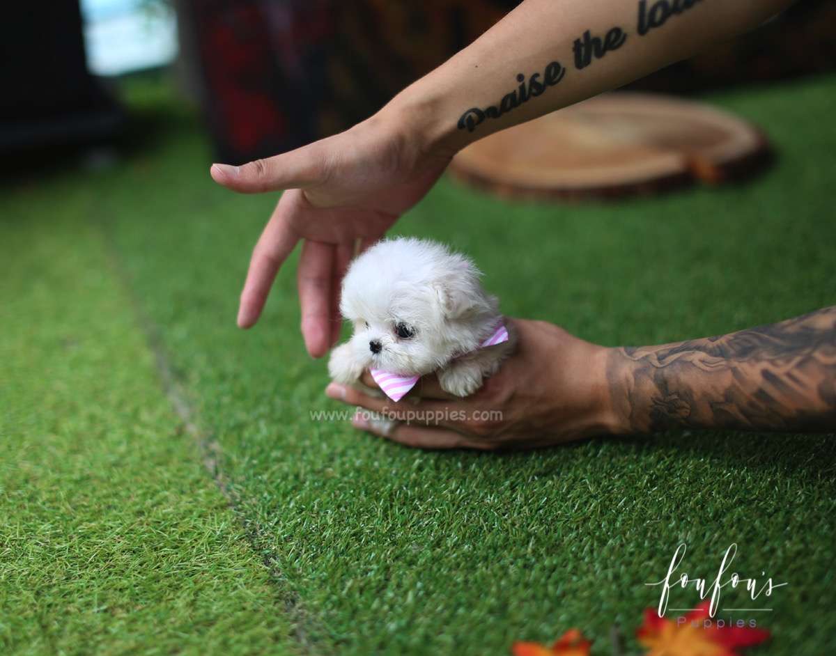 Mia - Maltese F.