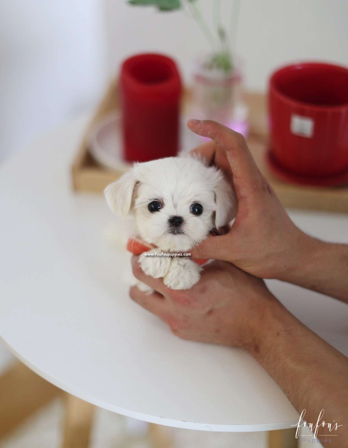 Nala - Maltese F.
