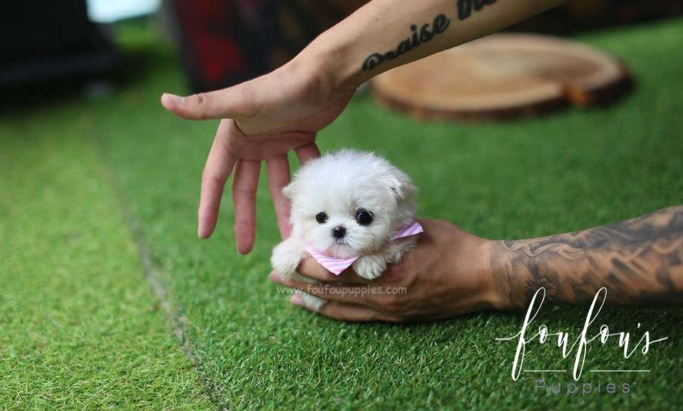 Mia - Maltese F.