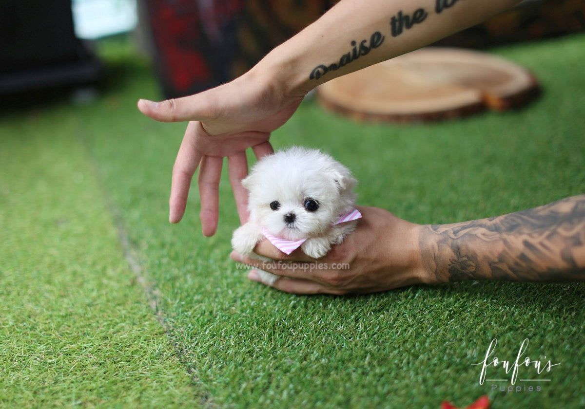 Mia - Maltese F.