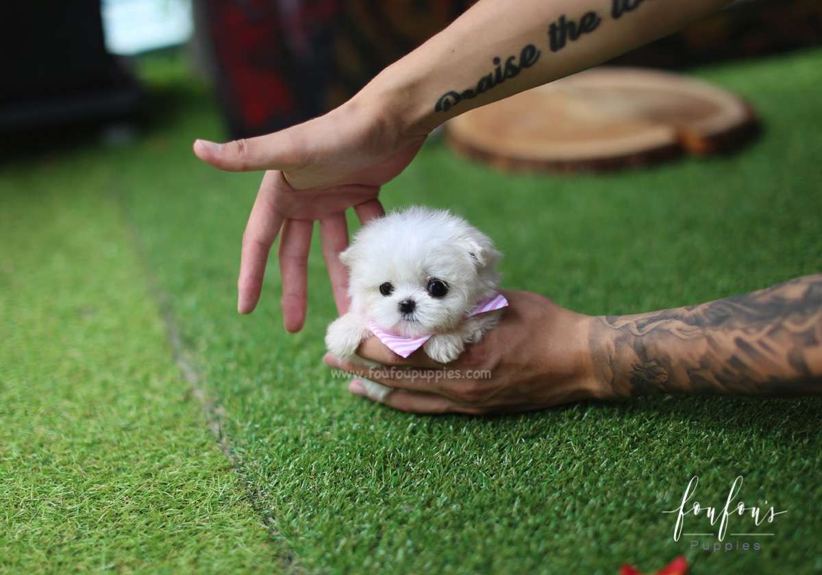 Mia - Maltese F.