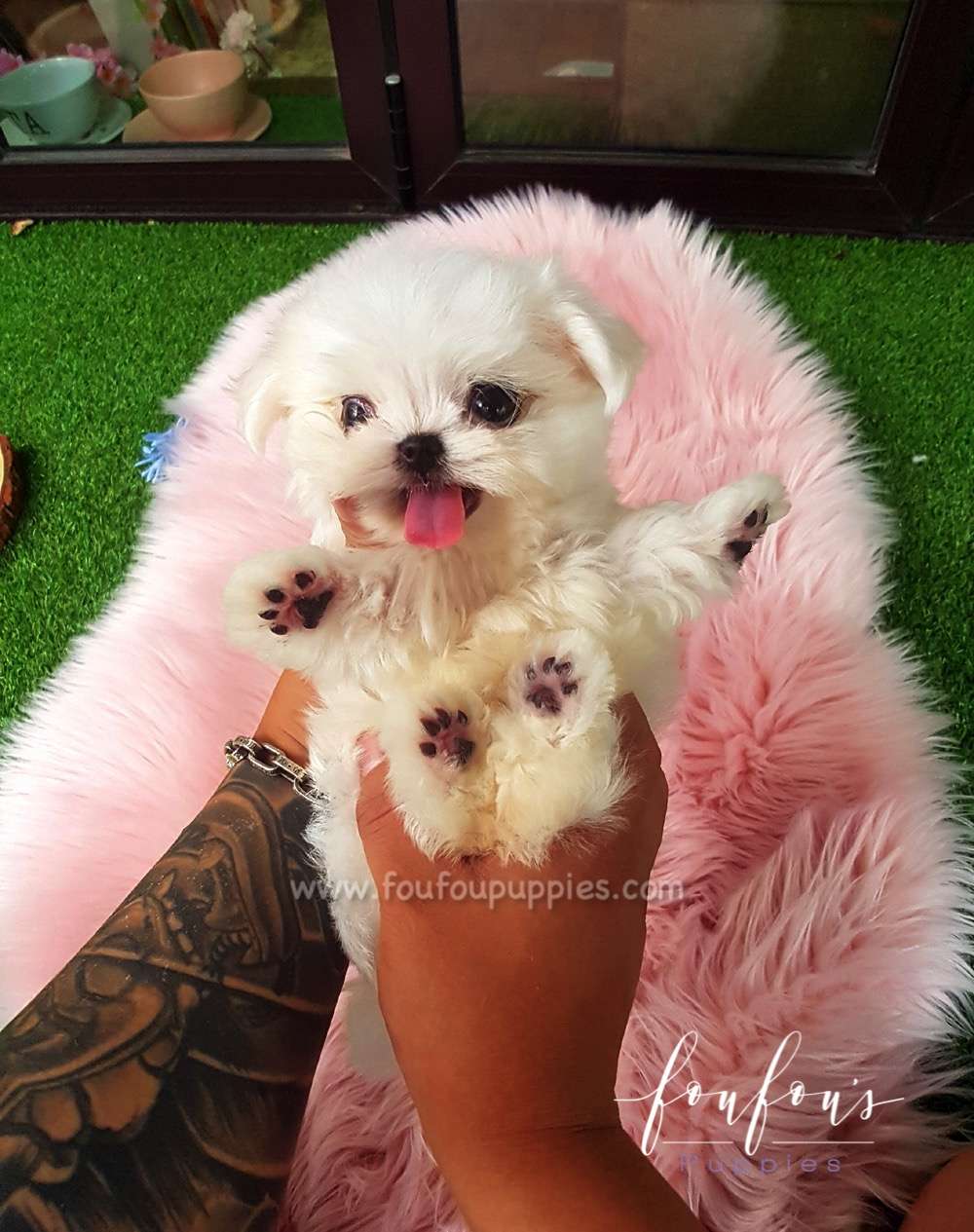 Ritz - Maltese M.