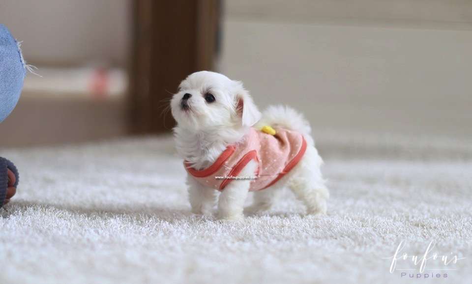 Nala - Maltese F.