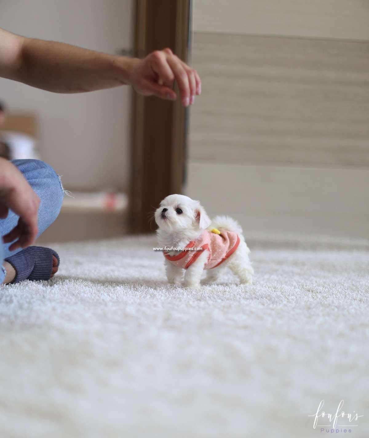 Nala - Maltese F.